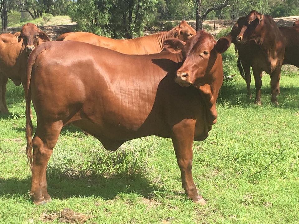 Roma Restaurant Menu Grass Fed Cows