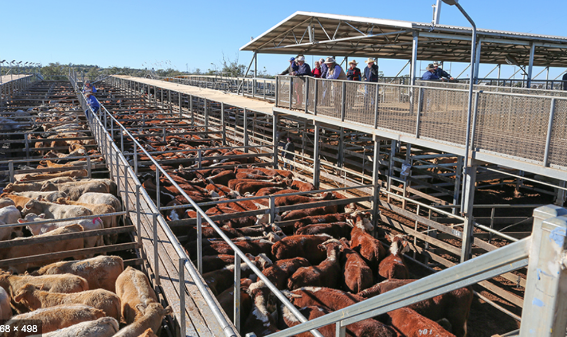 Roma Inn Cattle Saleyards