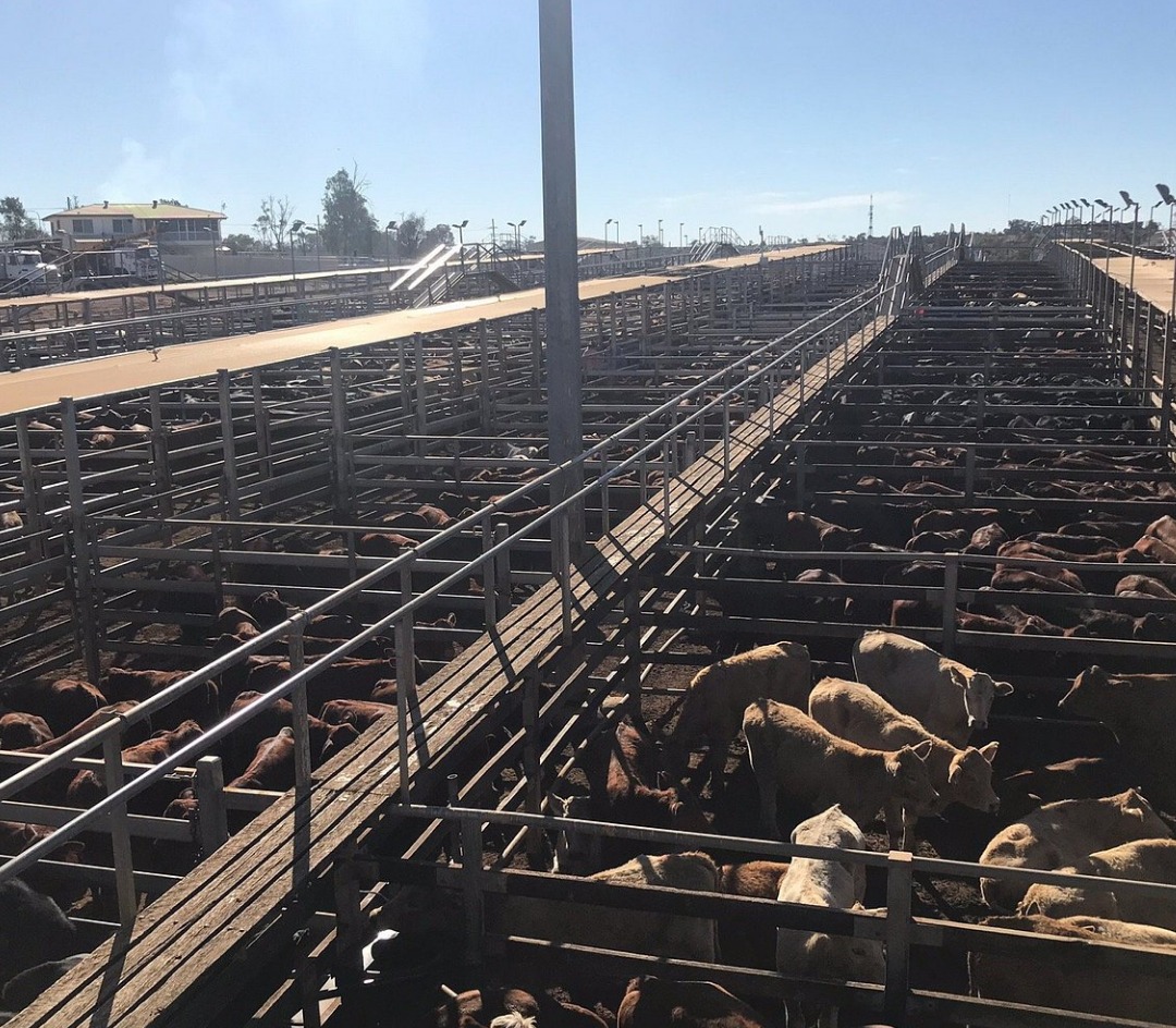 The Roma Saleyards In Roma Queensland
