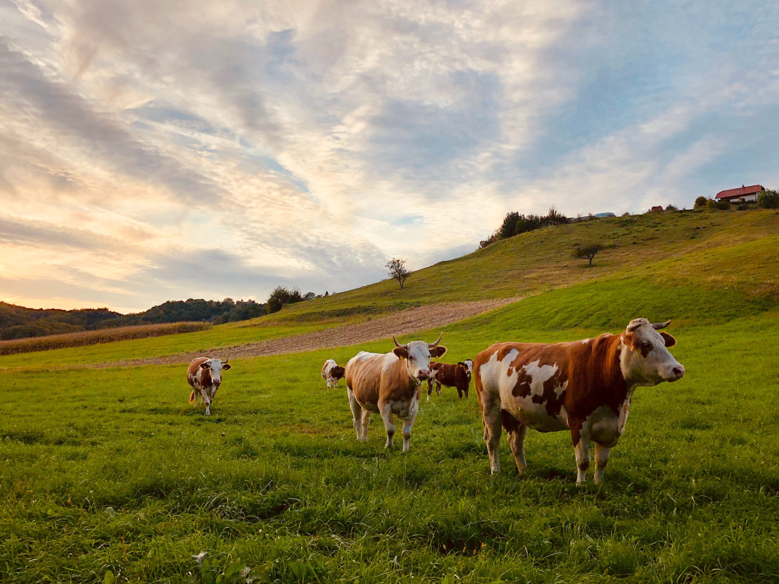 Roma Accommodation Cattle Saleyards