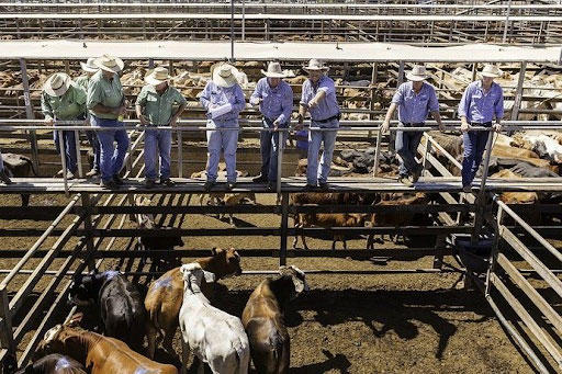 Roma Explorer’s Inn- Roma Cattle Saleyards