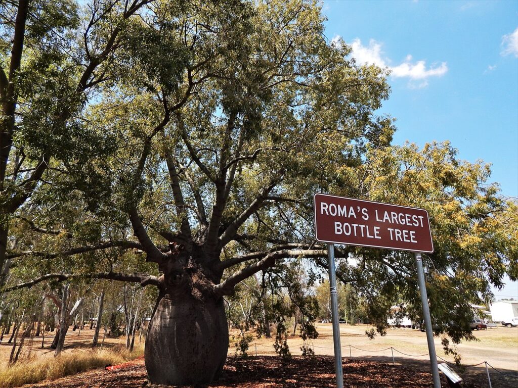 Roma Bottle Tree